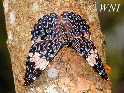 Red Cracker (Hamadryas amphinome)